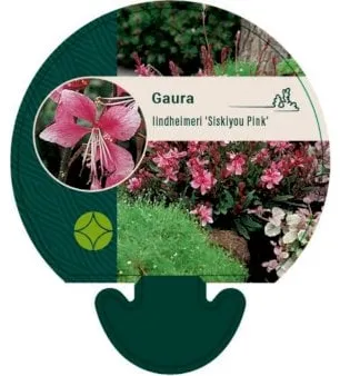 Gaura